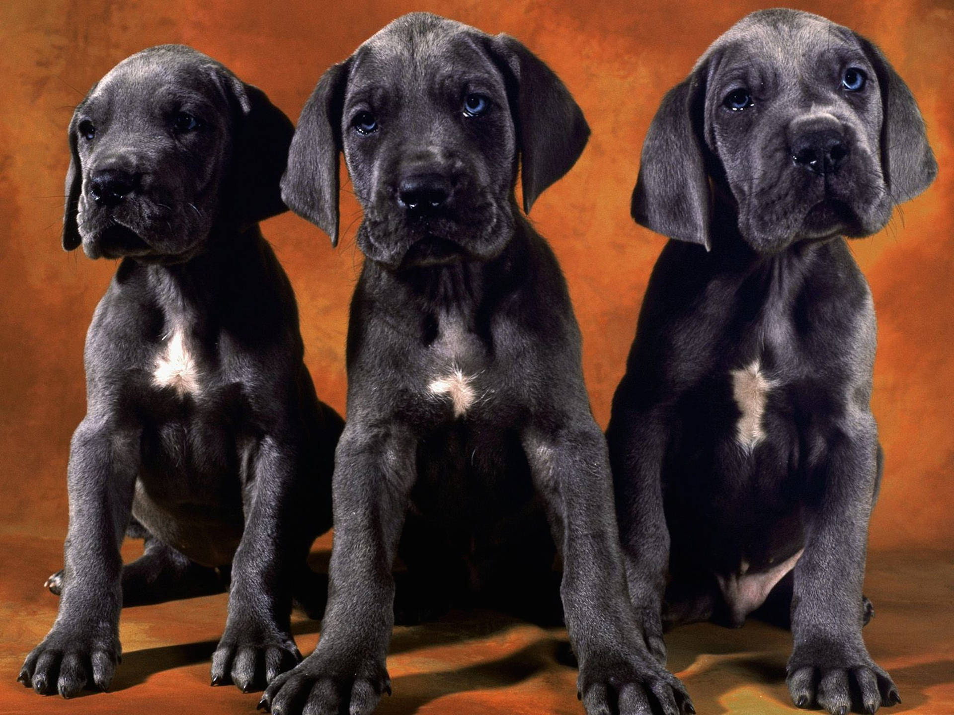 Three Adorable Doberman Pinscher Puppies Wallpaper