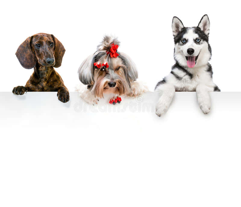 Three Adorable Dog Breeds Posing Wallpaper