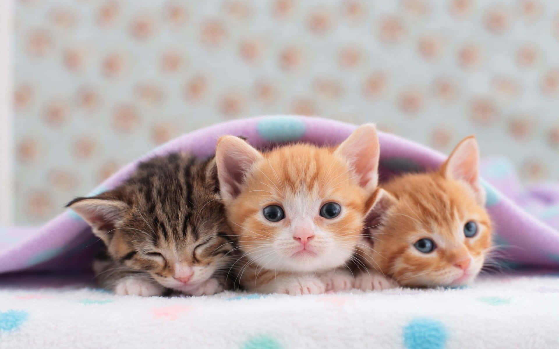 Three Adorable Kittens Resting Wallpaper