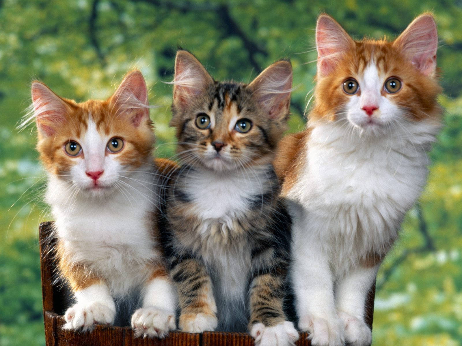 Three Adorable Kittens Together Wallpaper