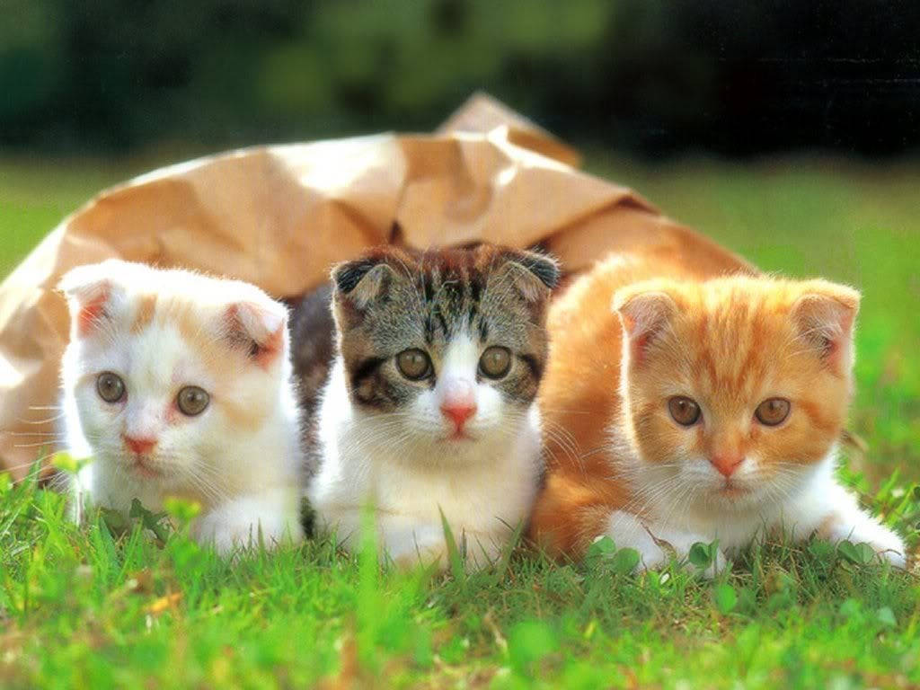 Three Adorable Kittensin Paper Bag Wallpaper