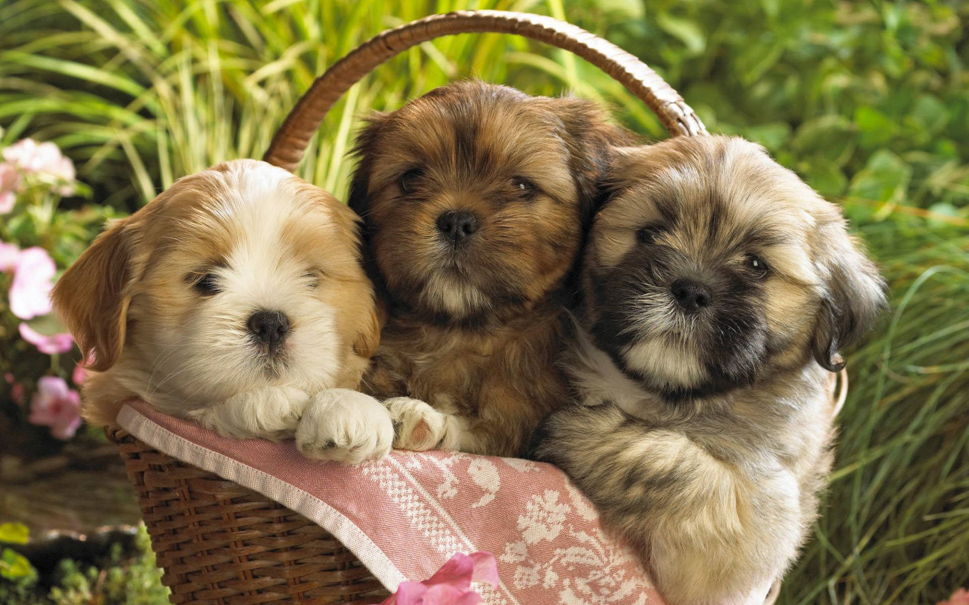 Three Adorable Shih Tzu Puppies Relaxing Together Wallpaper