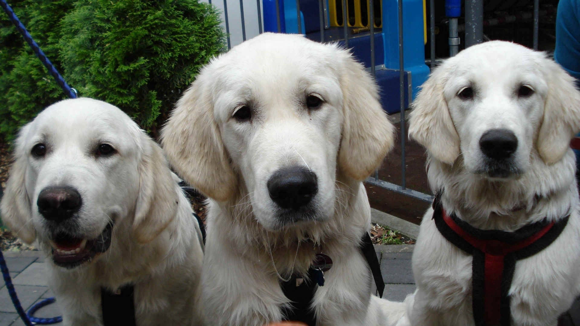 Three Adult Cream Labrador Dogs
