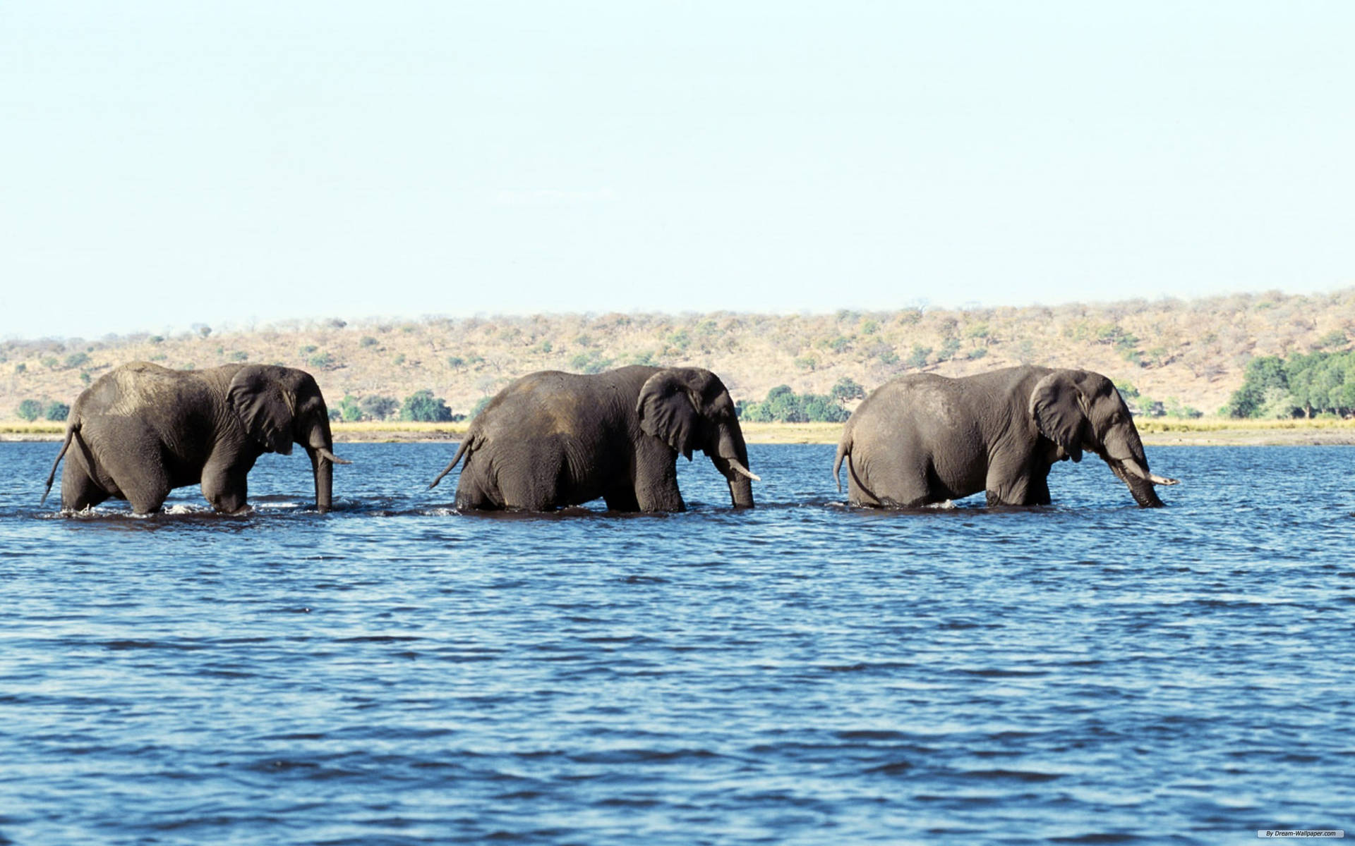 Three African Elephants Crossing A River