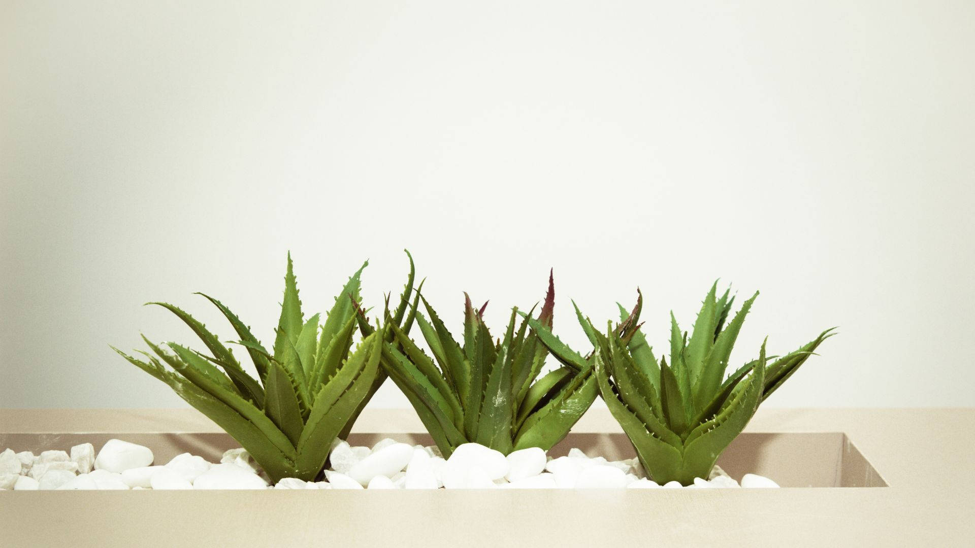 Three Aloe Vera In Plant Box Wallpaper