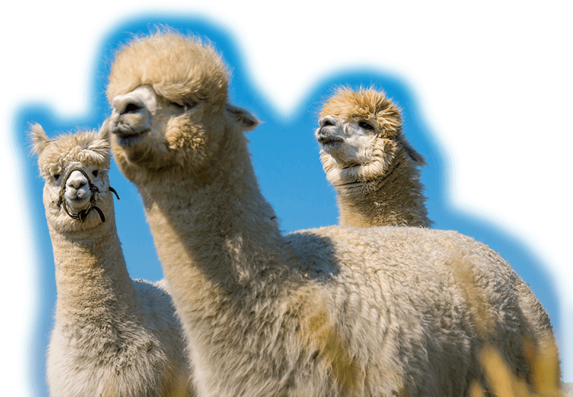 Download Three Alpacas Blue Sky Background | Wallpapers.com