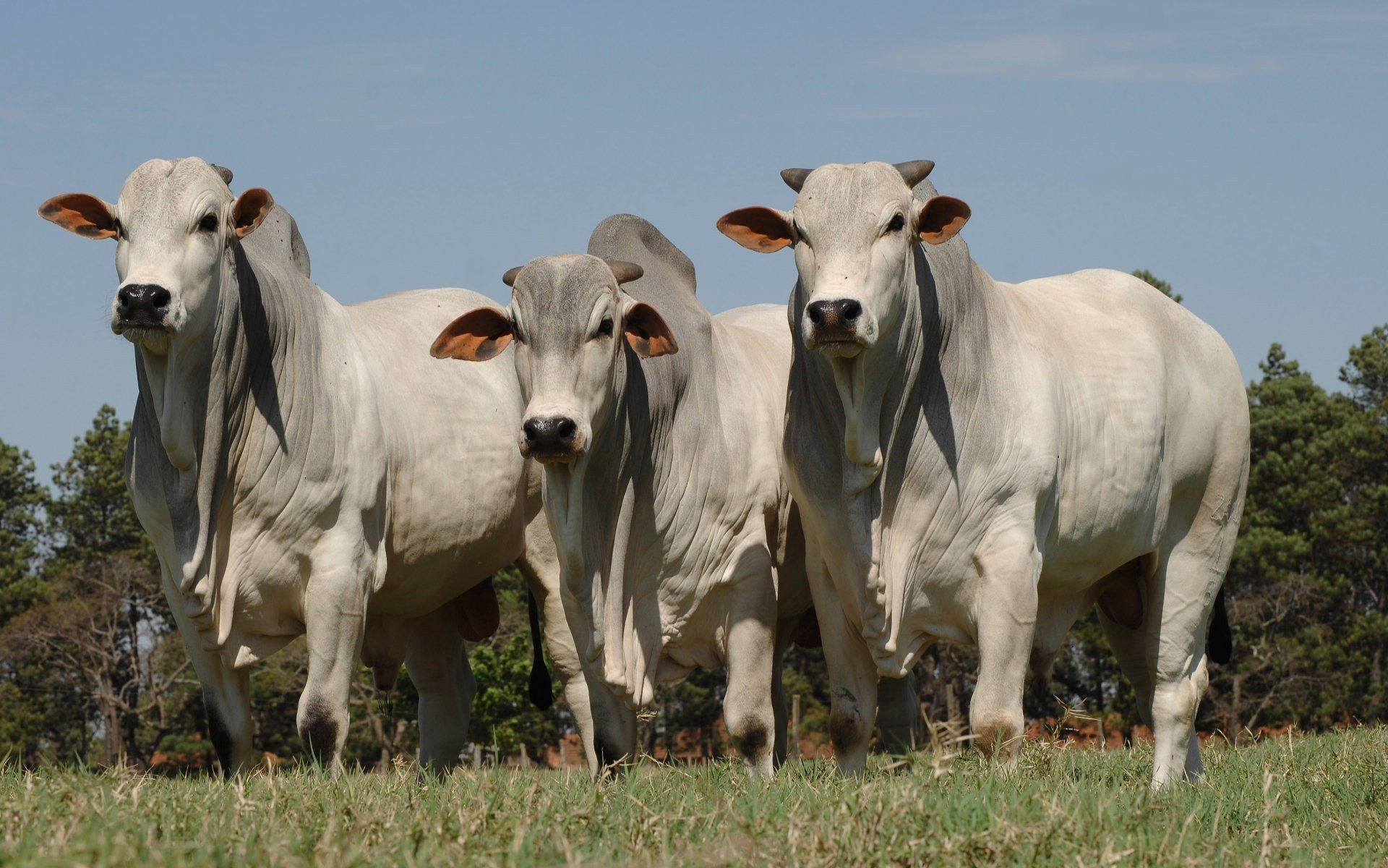 Three American Brahman Cattle Breeds In Line Wallpaper
