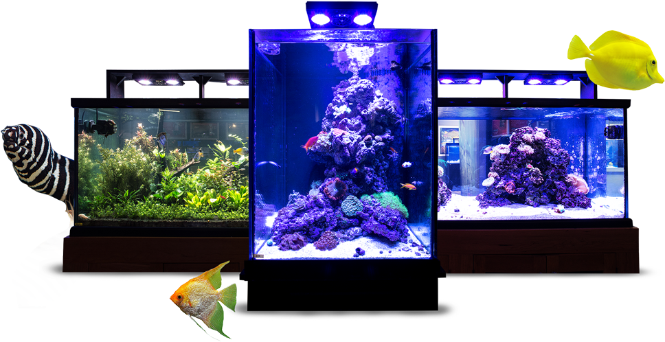Three Aquarium Setupwith Fish PNG
