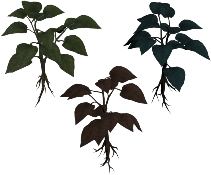 Three Basil Varieties Illustration PNG