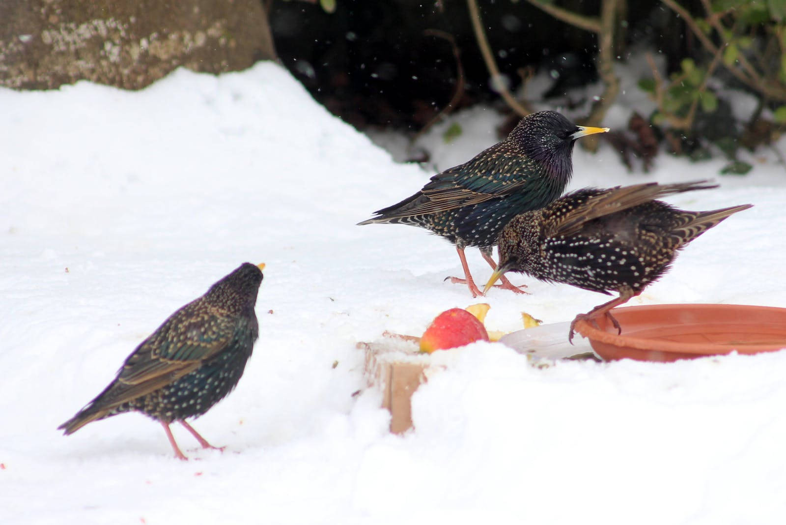 Three Beautiful Birds In Snow