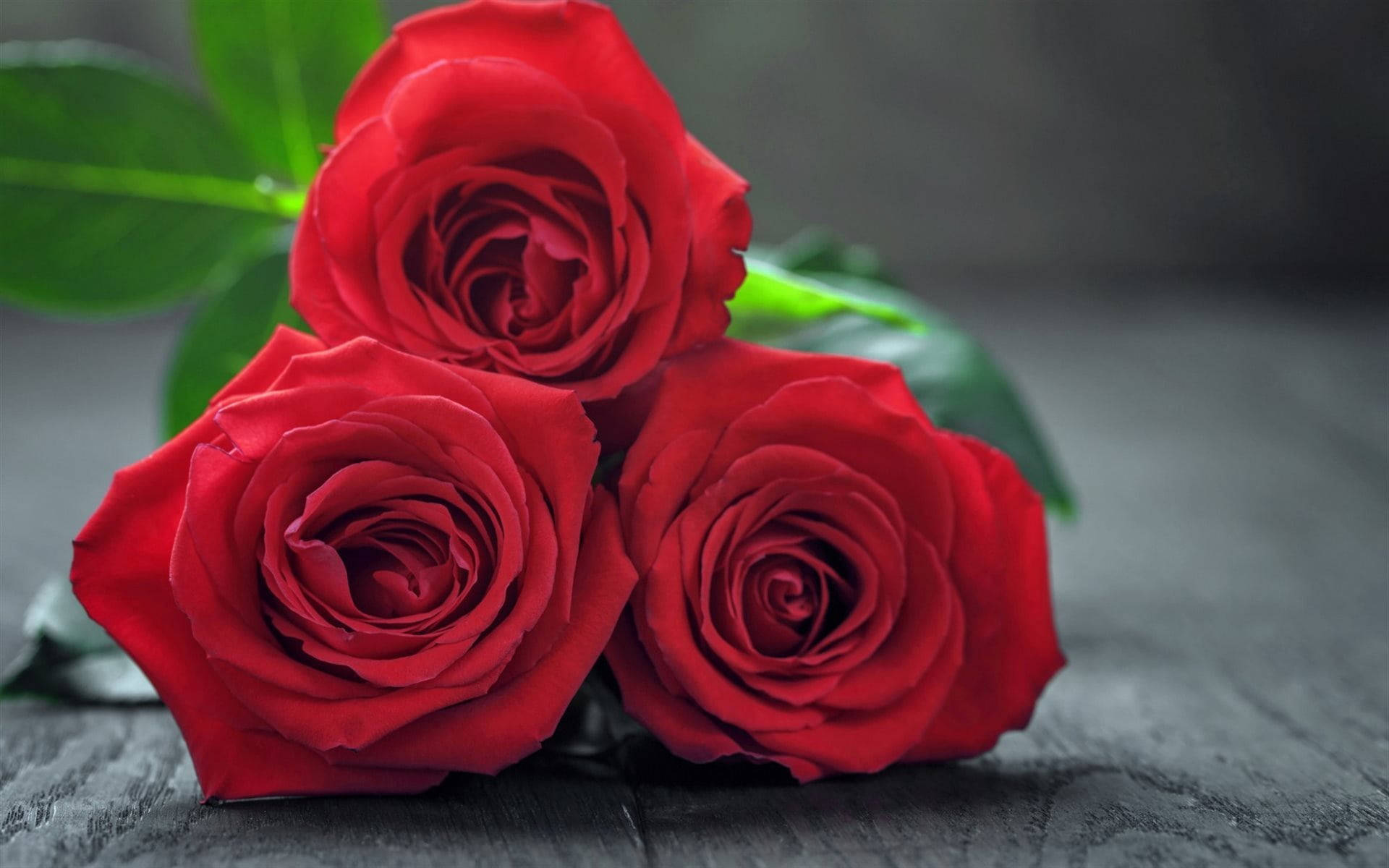 Three Beautiful Flower Red Roses Picture