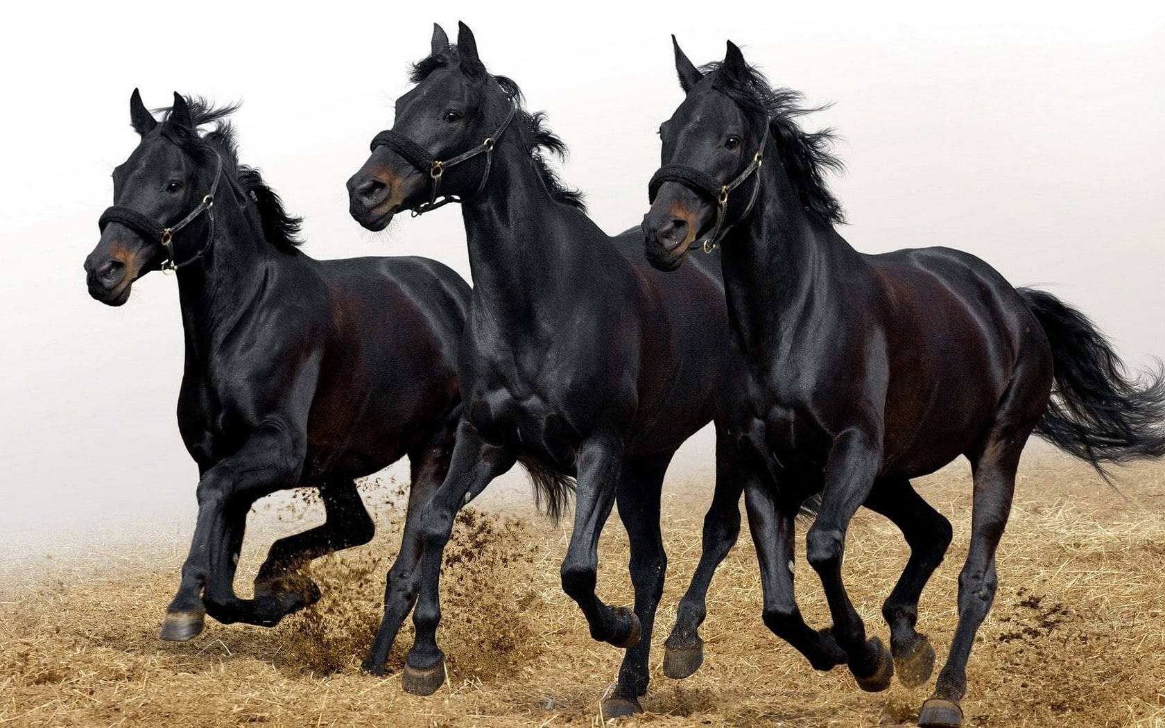 Three Black Beautiful Horses