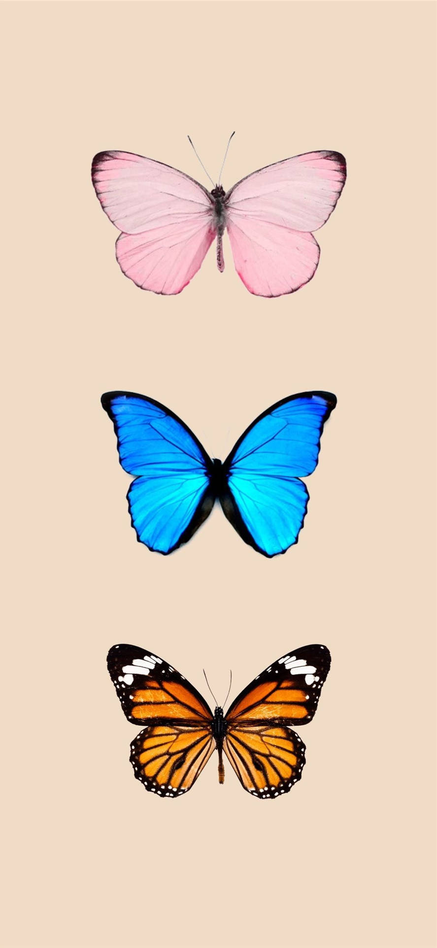 Tre sommerfugl arter svirrer over et felt af lyseblå Wallpaper