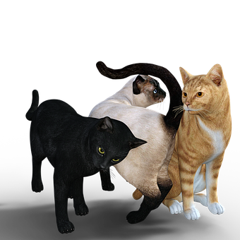 Three Cats Black Siamese Orange PNG