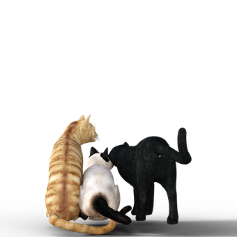 Three Cats Together Black Background PNG