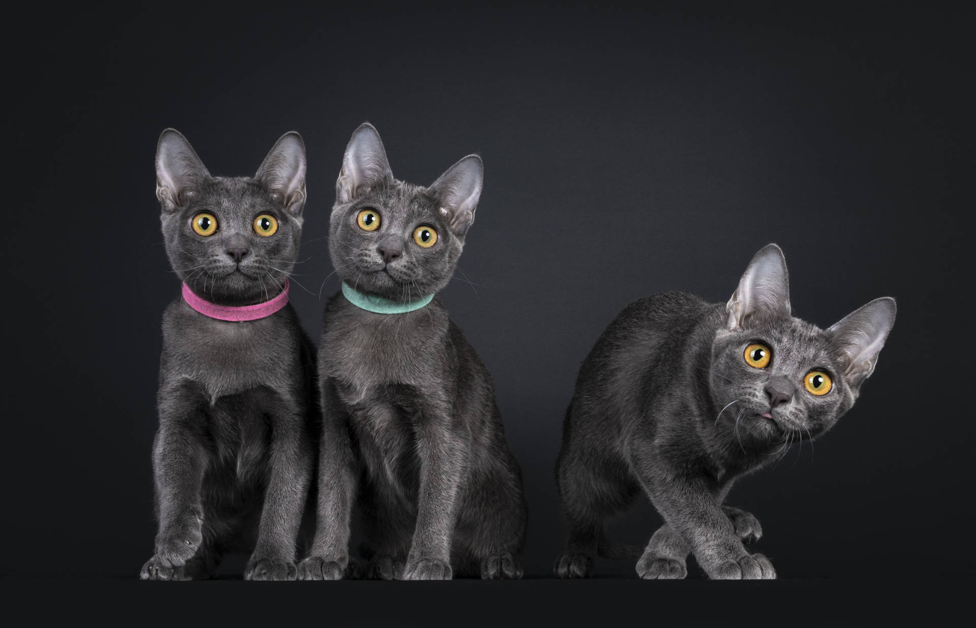 Three Chartreux Cats