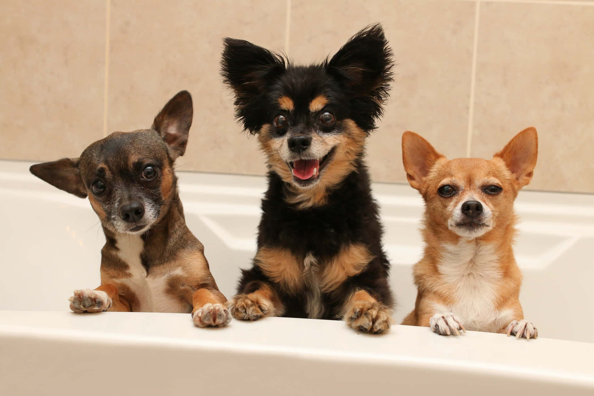 Three Chihuahua Dog In A Bathtub Wallpaper