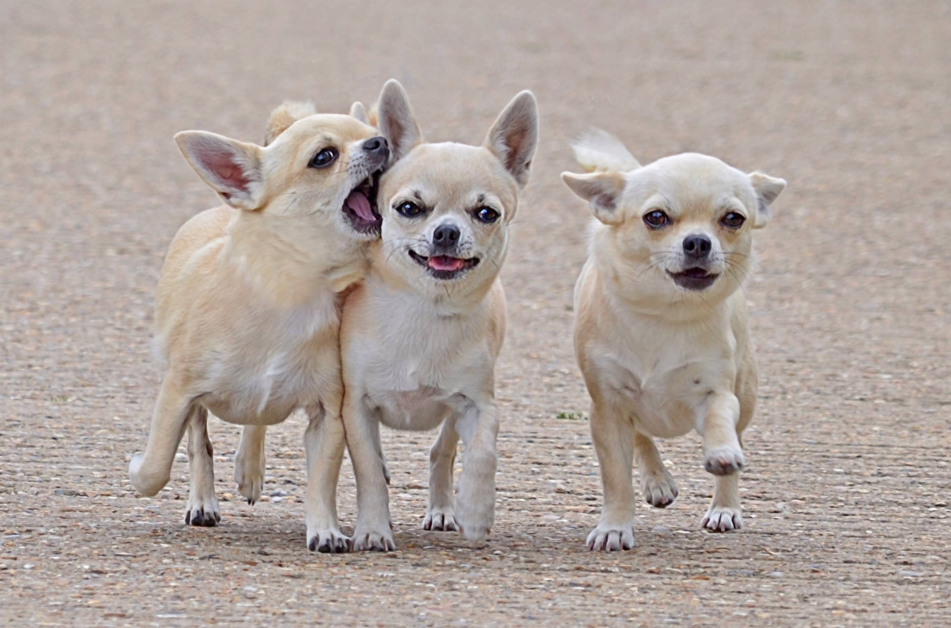 Three Chihuahua Friends Wallpaper