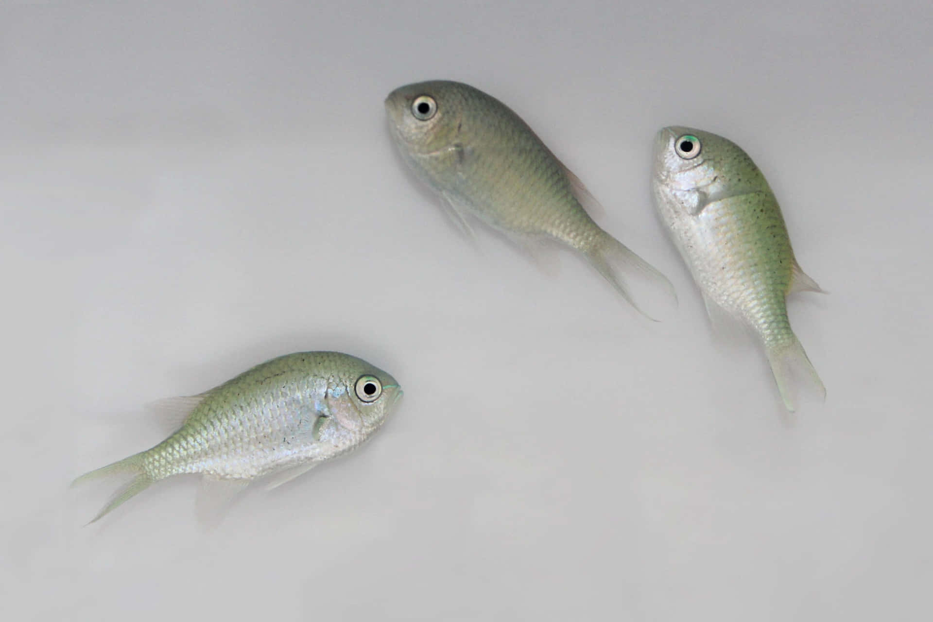 Three Chromis Fish White Background Wallpaper