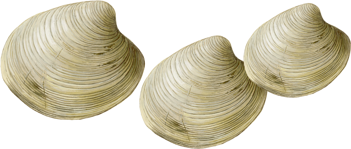 Three Clams Isolated PNG