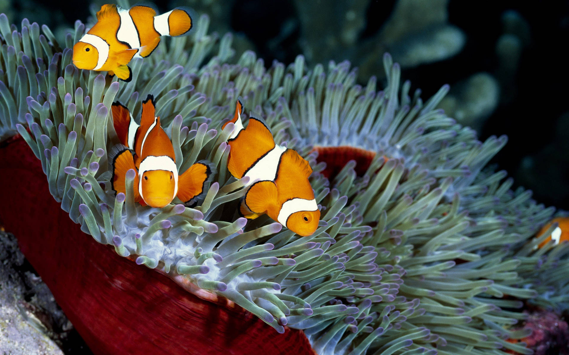 Three Clownfish 4K Ultra HD Fish Wallpaper