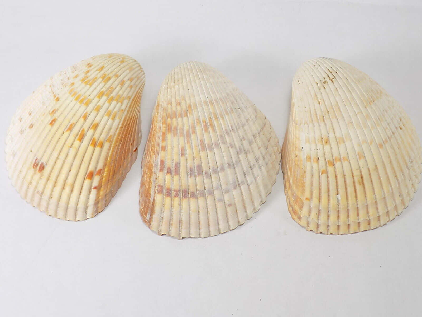 Three Cockle Shells White Background Wallpaper