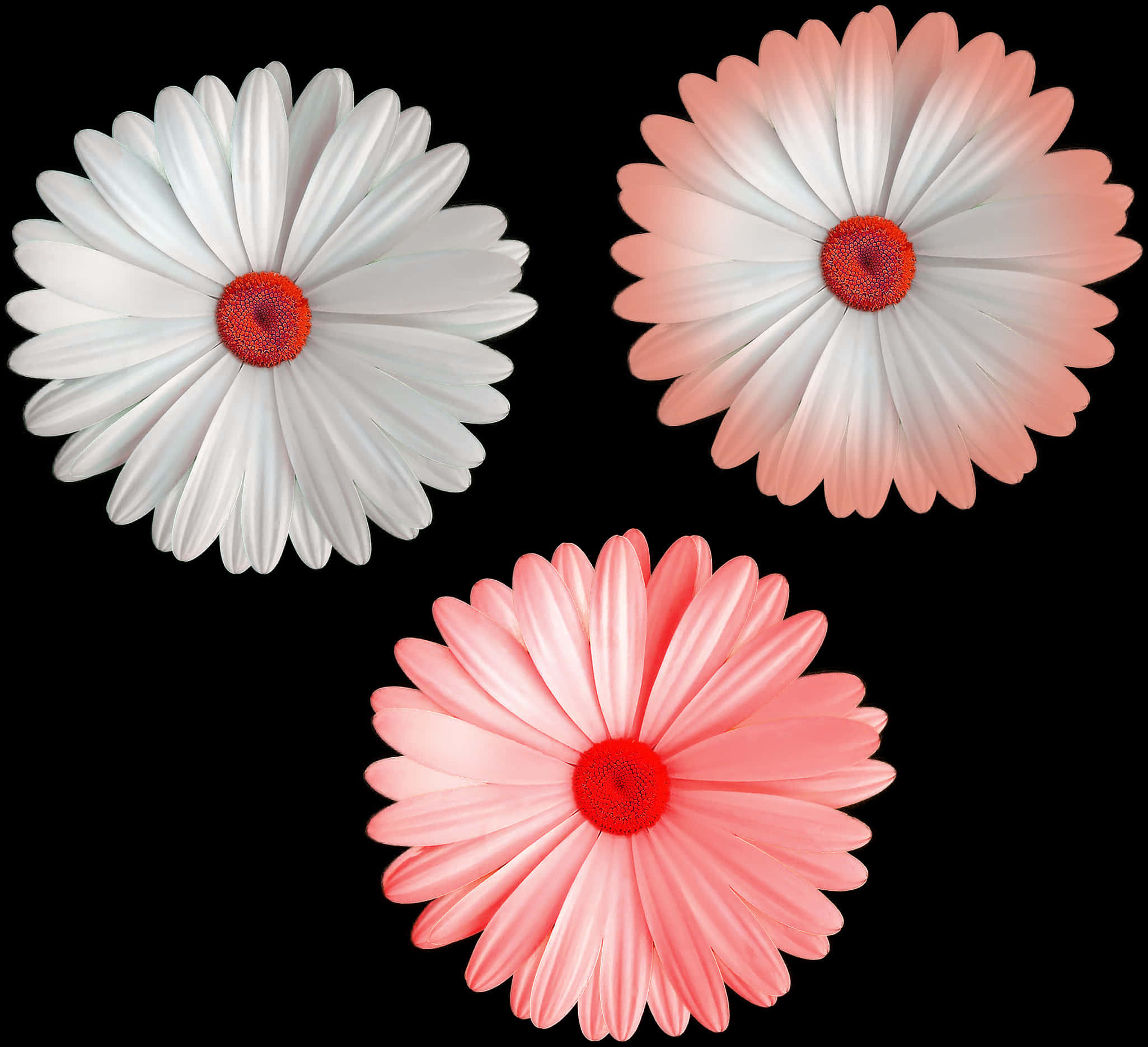 Three Colorful Daisies Black Background PNG