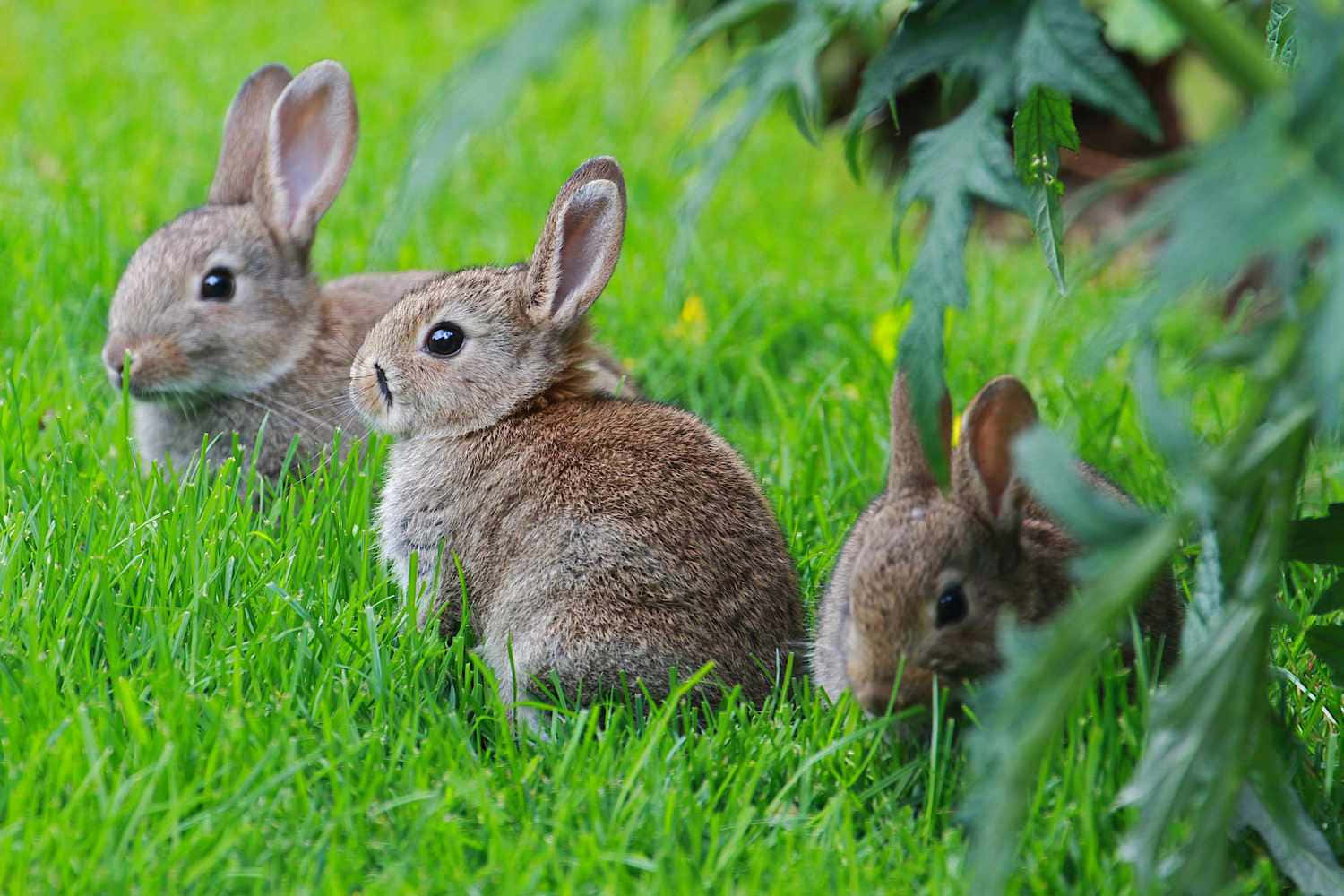 Three Cottontail Rabbitsin Grass Wallpaper