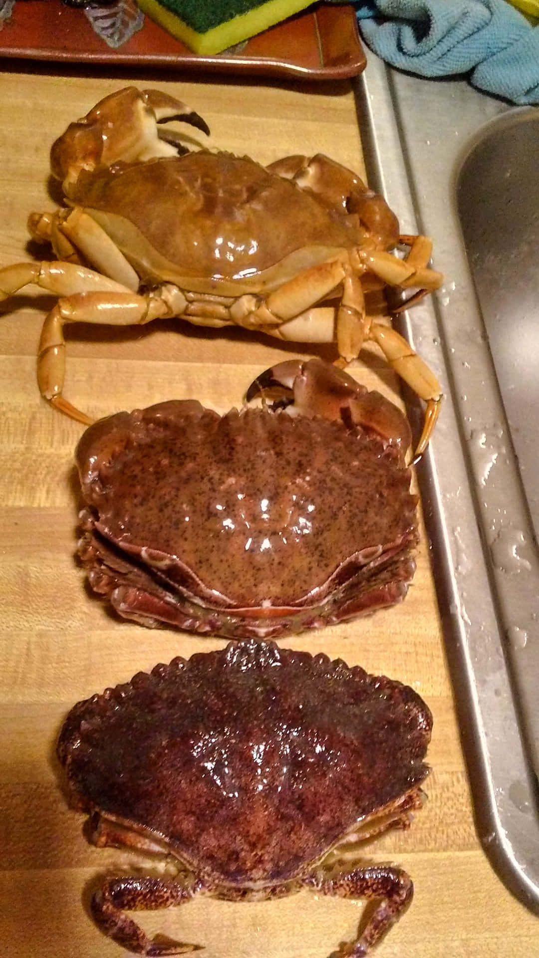 Three Crabs Kitchen Counter Wallpaper