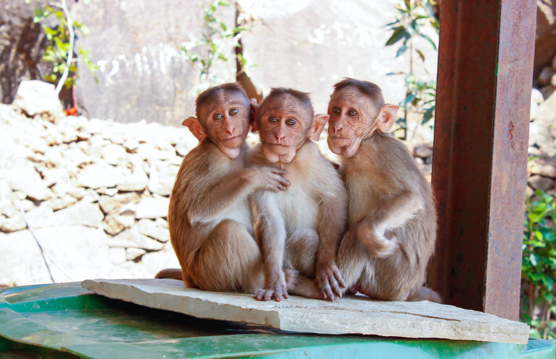 Three Cute Animals Baby Monkeys Wallpaper