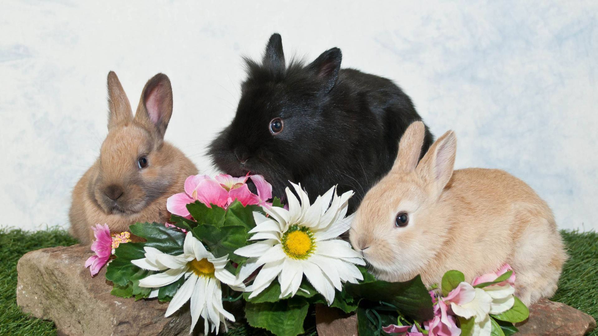 Tre søde baby kaniner stå i række sammen Wallpaper
