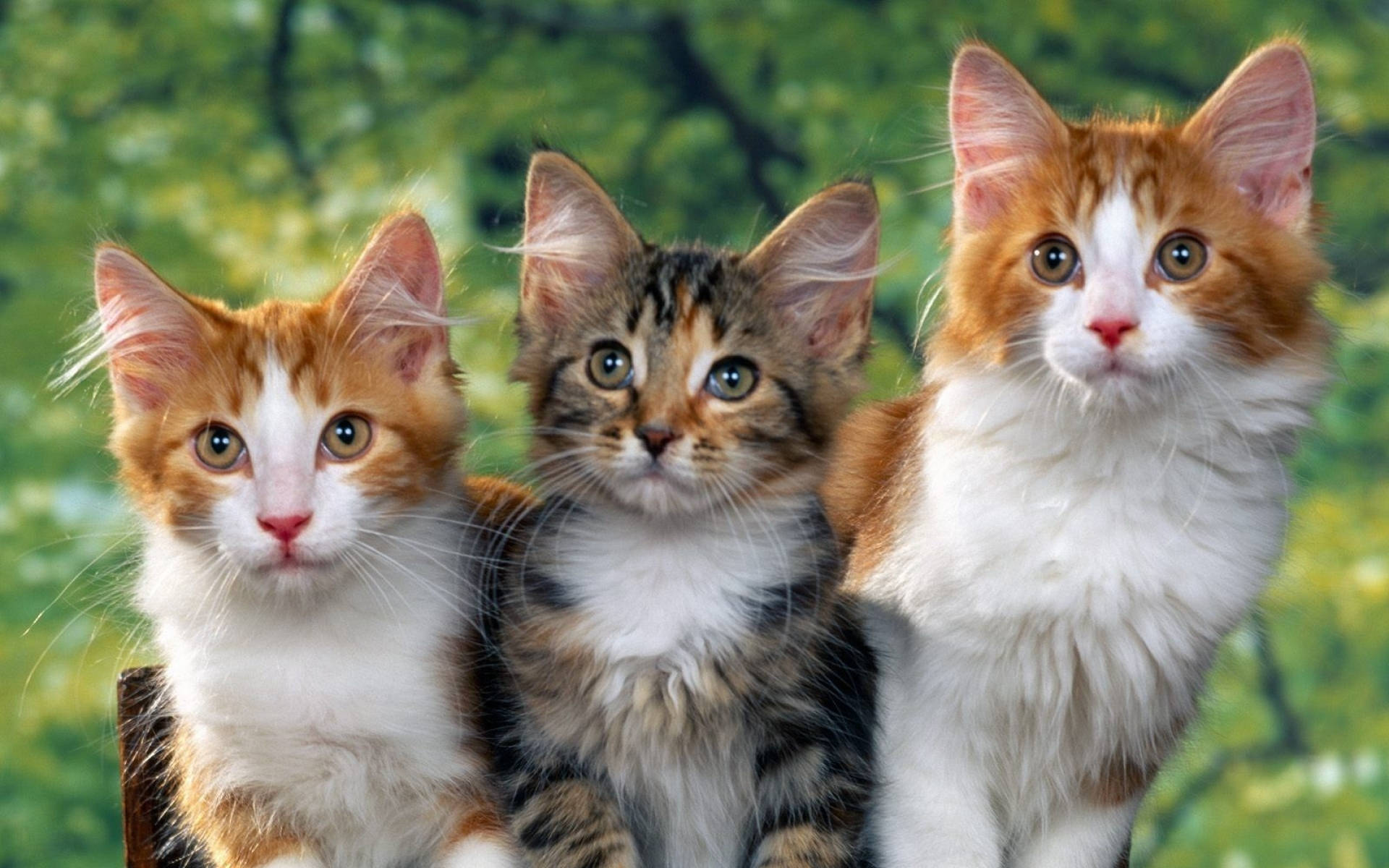 Three Cute Cats Background
