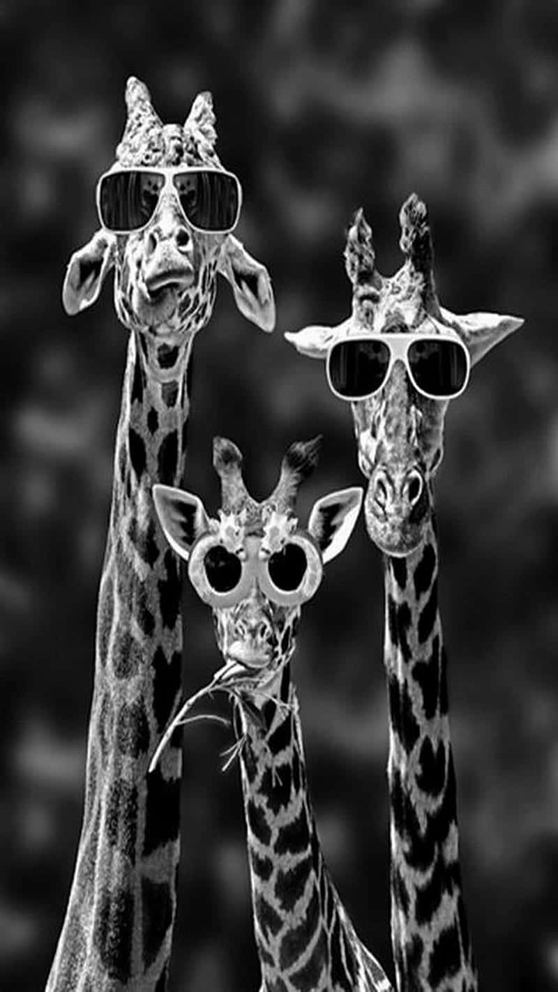Three Cute Giraffes Wearing Sunglasses Wallpaper
