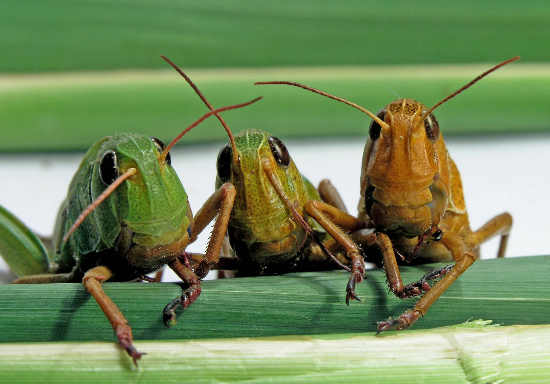 Three Cute Grasshoppers Wallpaper