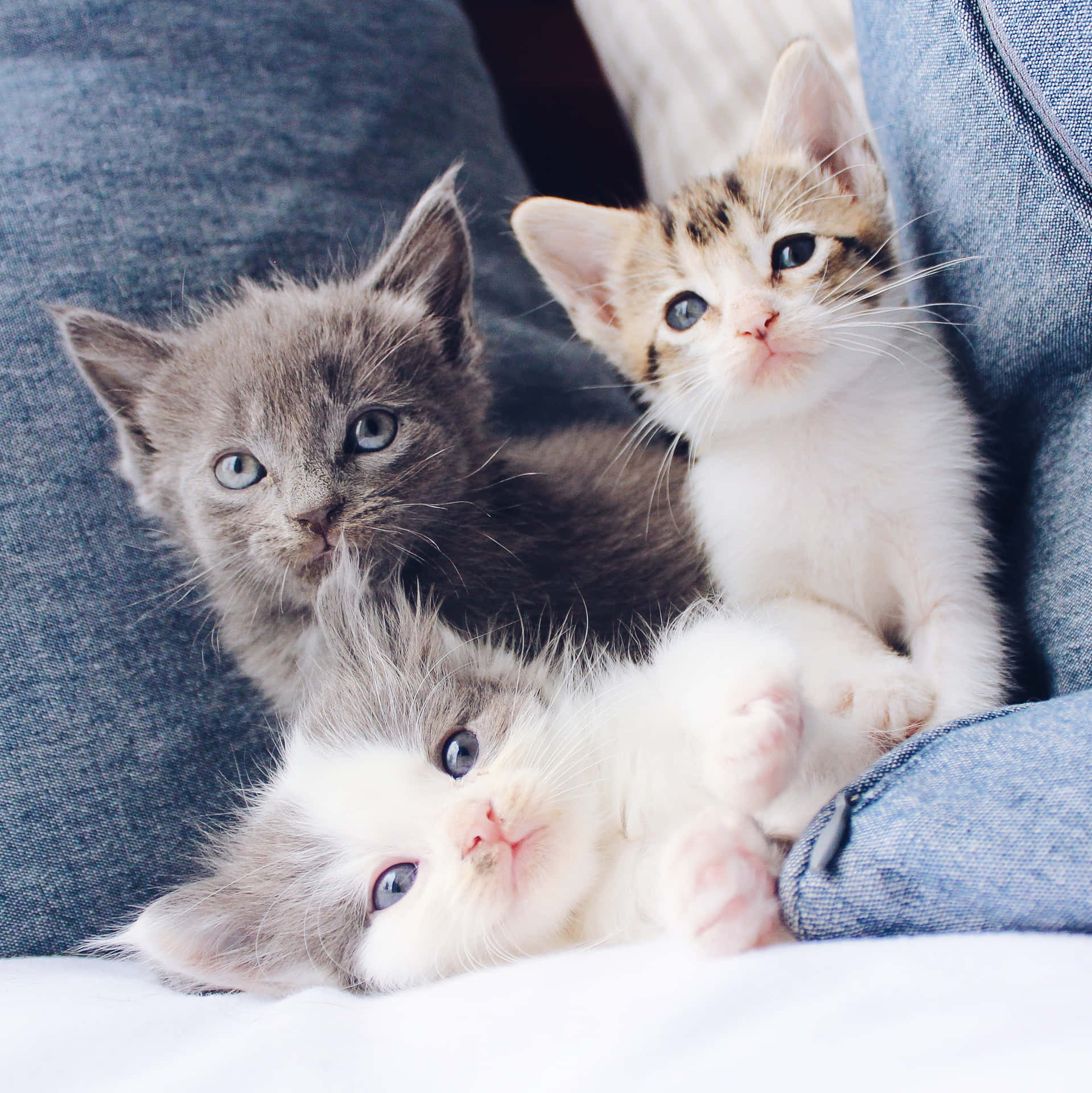 Three Cute Kittens On Couch Wallpaper
