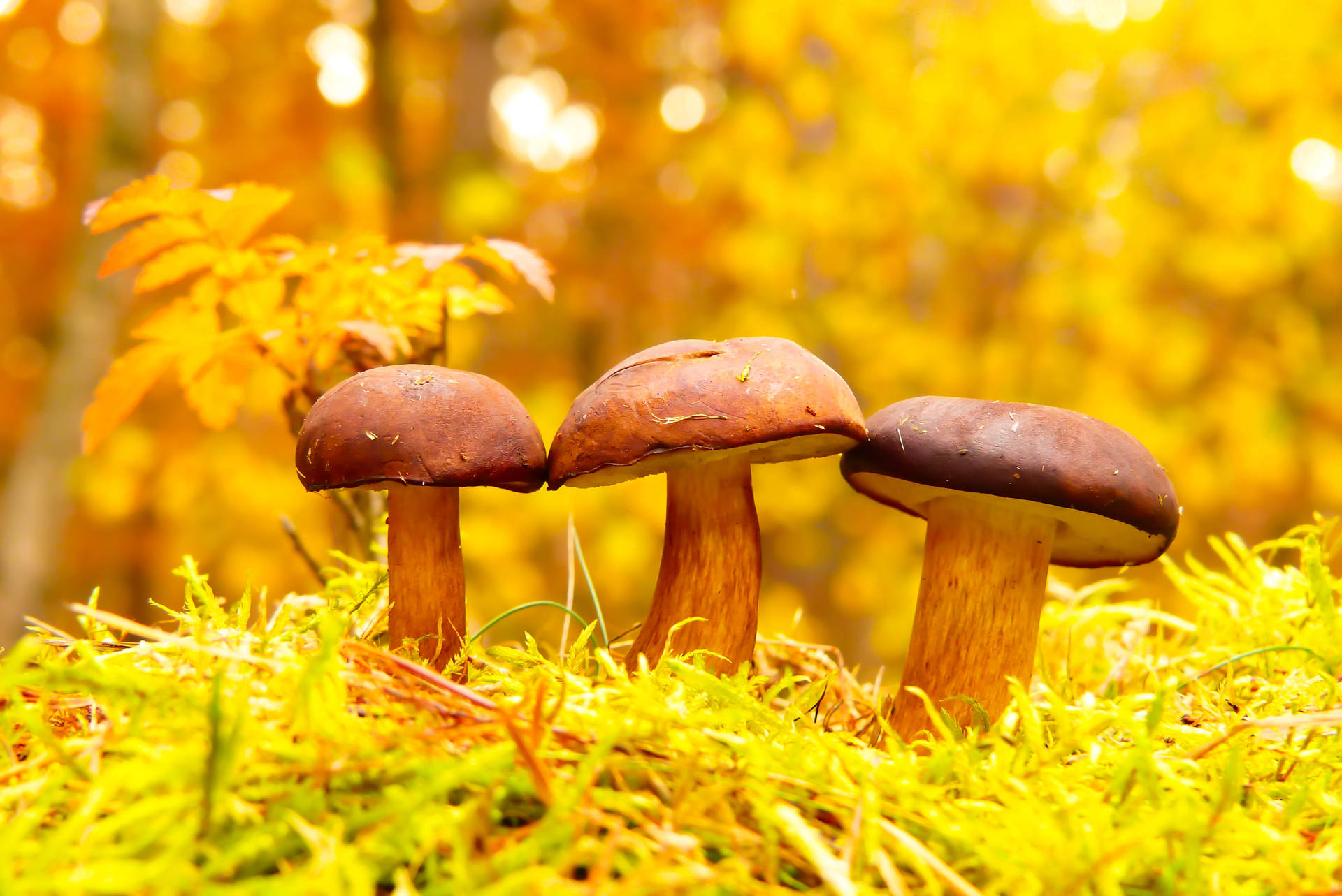 Three Cute Mushrooms On Yellow Grass Wallpaper