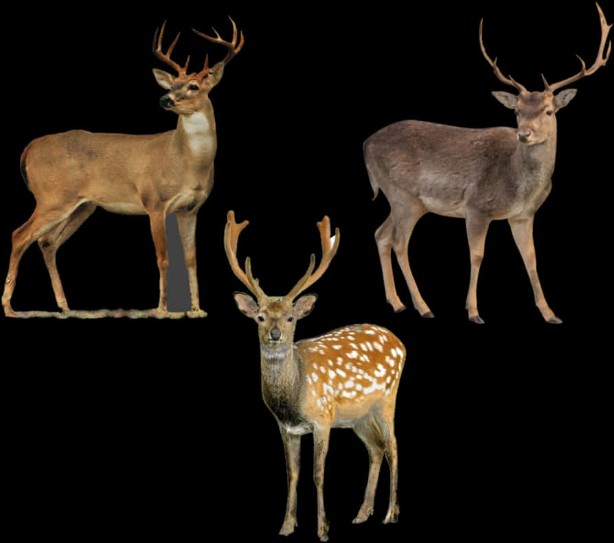 Three Deer Species Black Background PNG