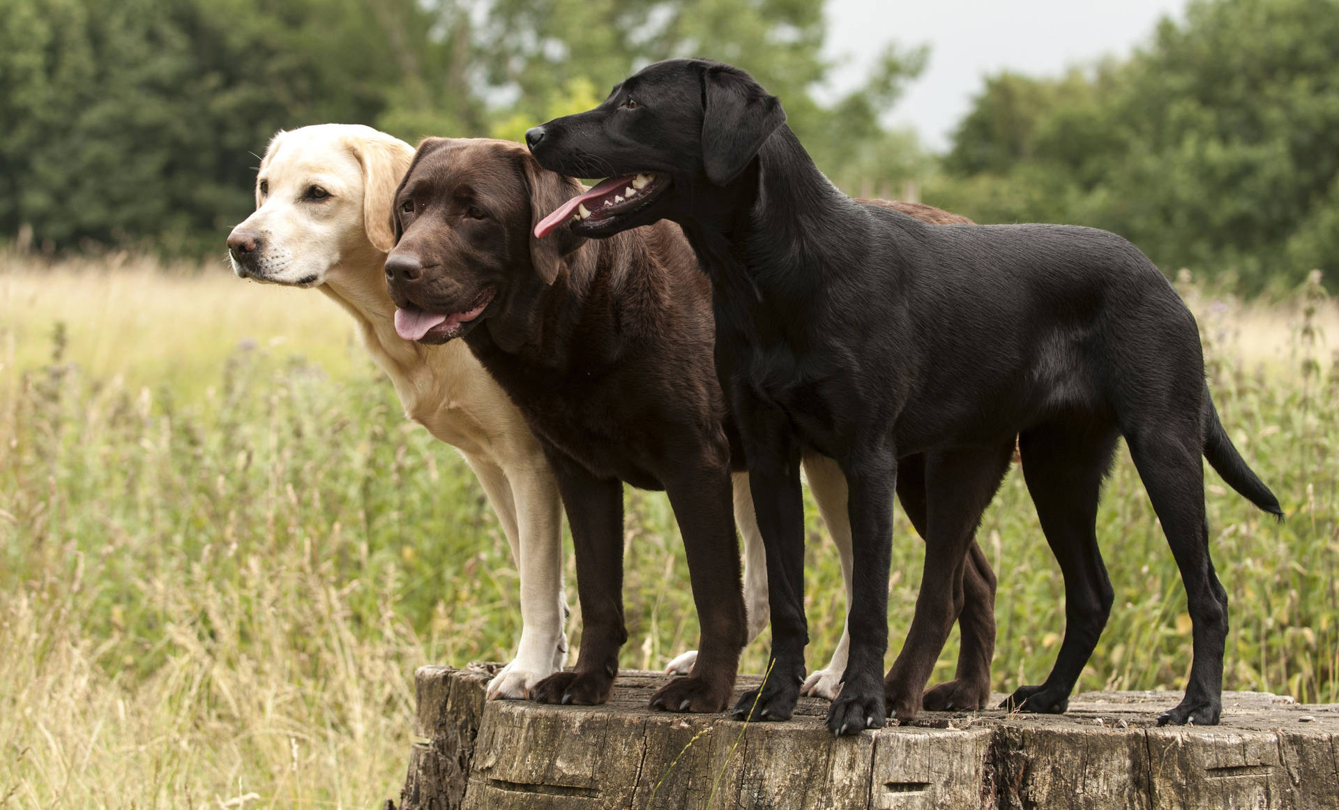 Three Different Labrador Dogs Wallpaper