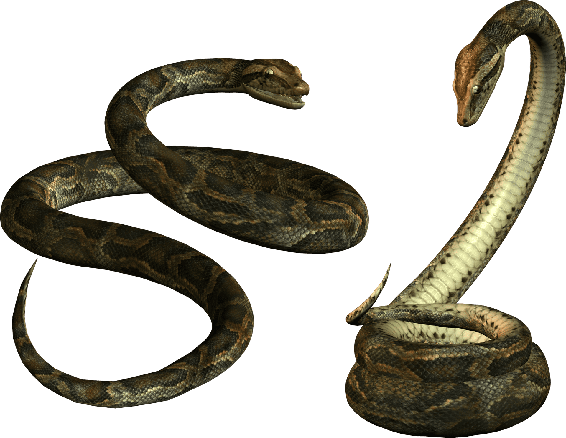 Three Dimensional Snakes Rendering PNG