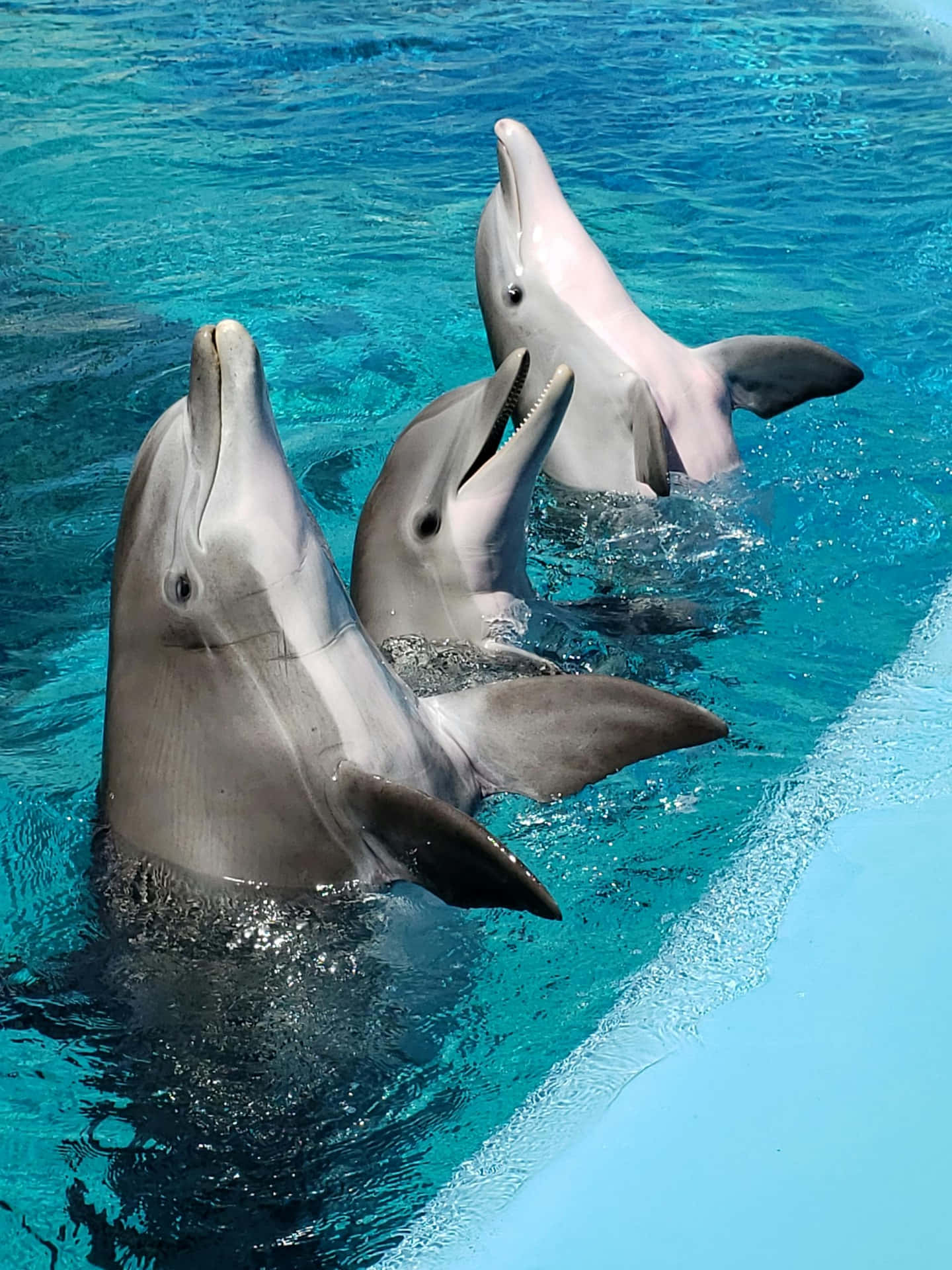 Three Dolphins Synchronized Swimming Wallpaper