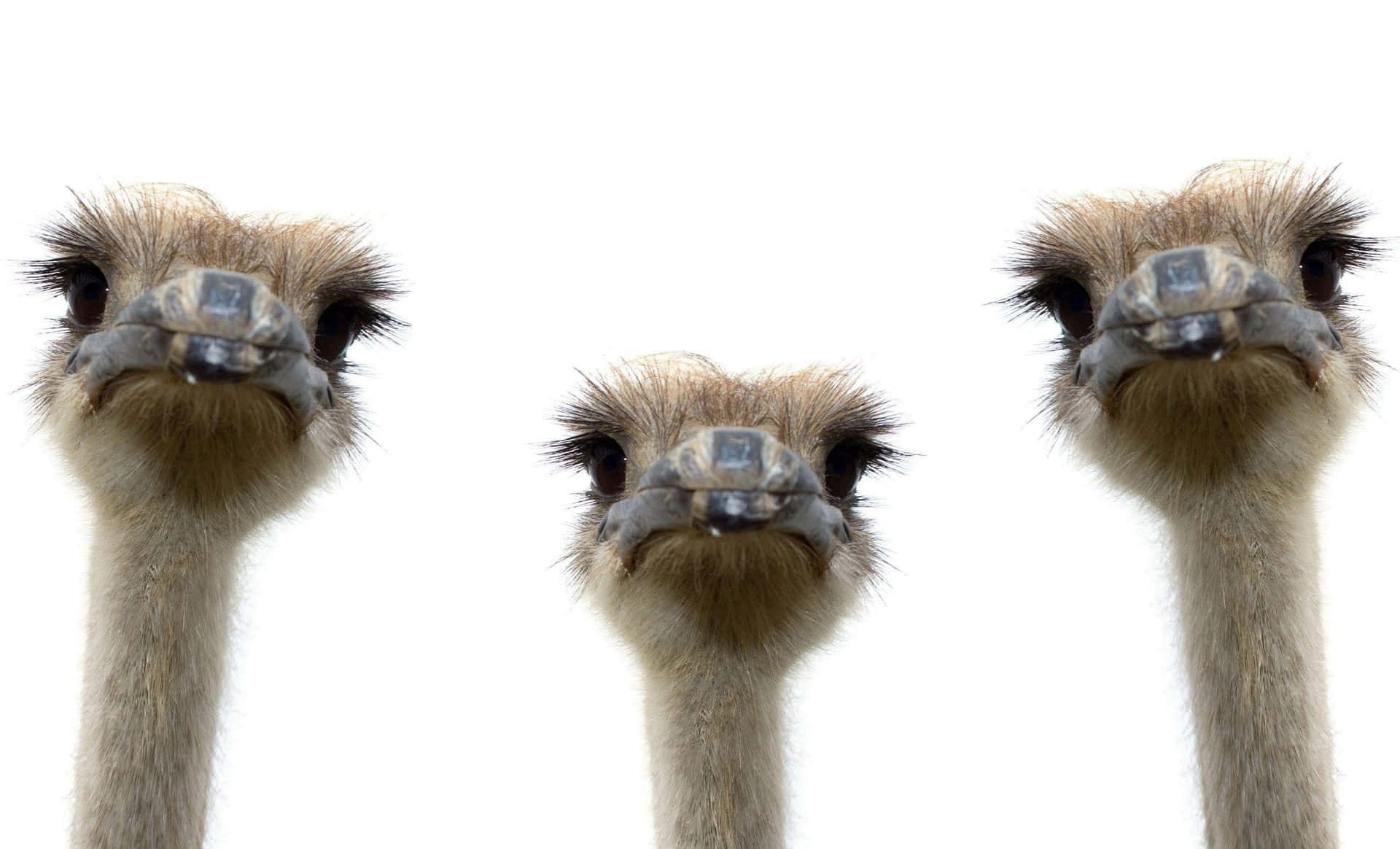 Three Emus Heads White Background Wallpaper