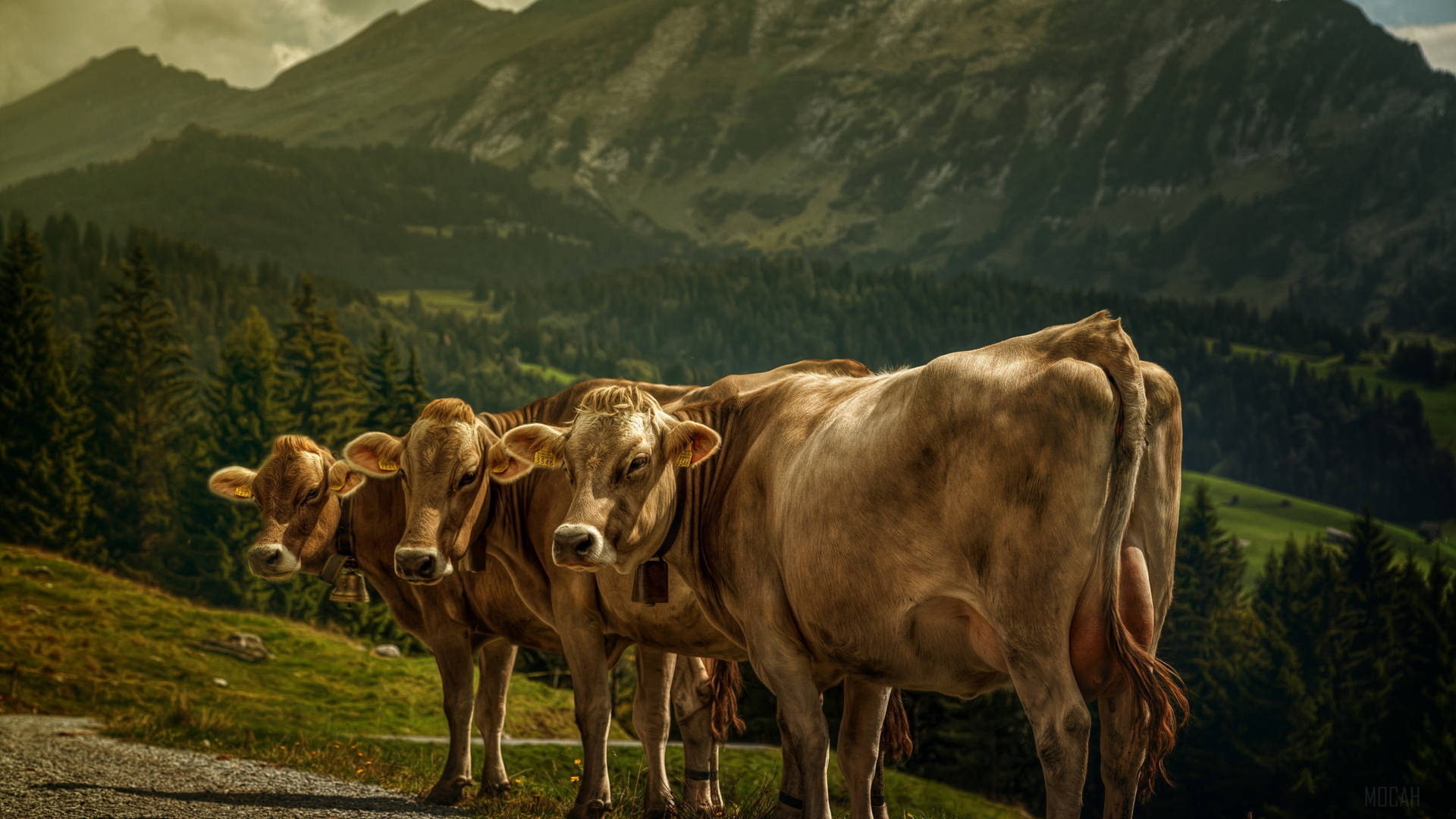 Tre gård-kvæg dyr perfekt linet op Wallpaper