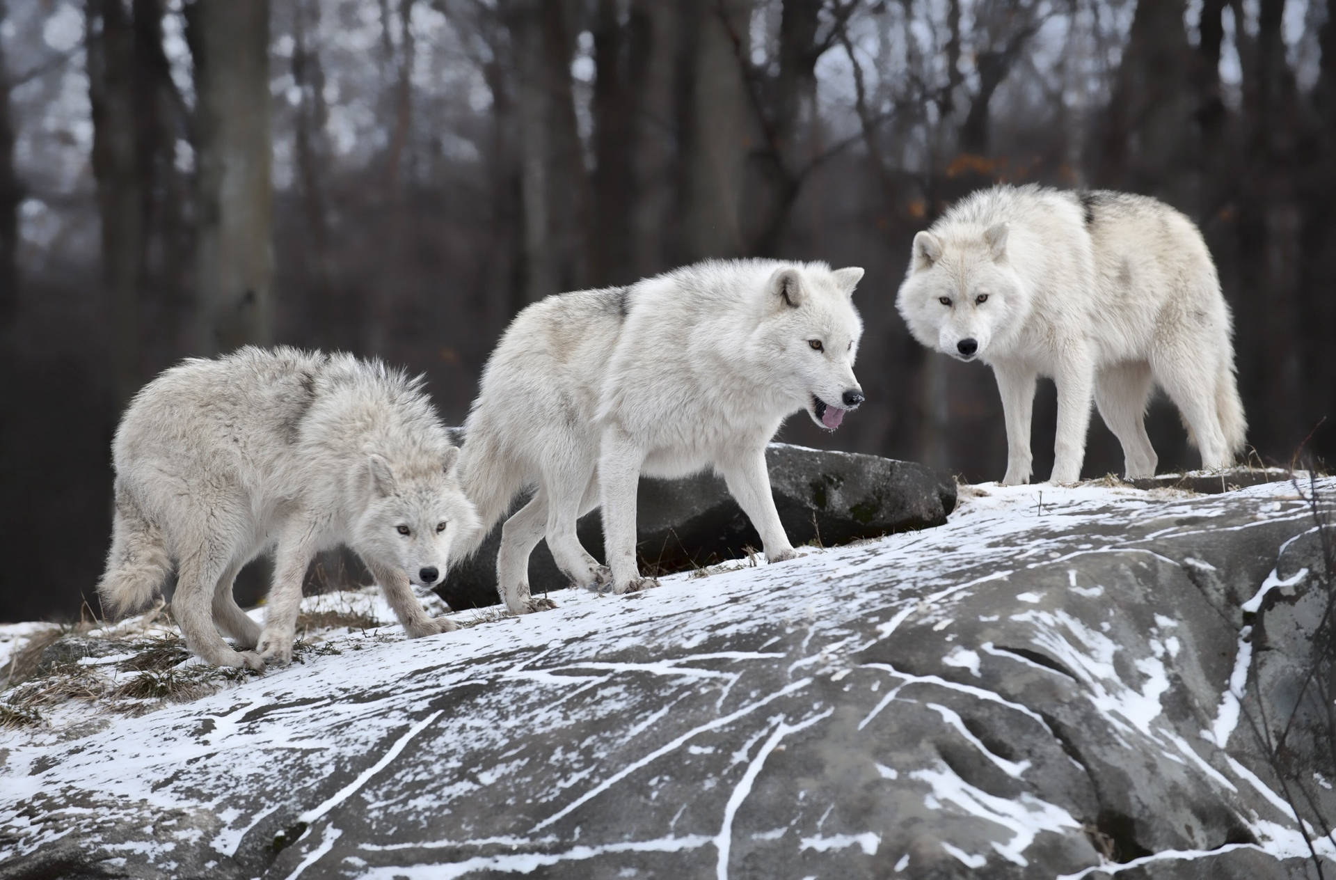 Three Fierce Wolf Desktop Background