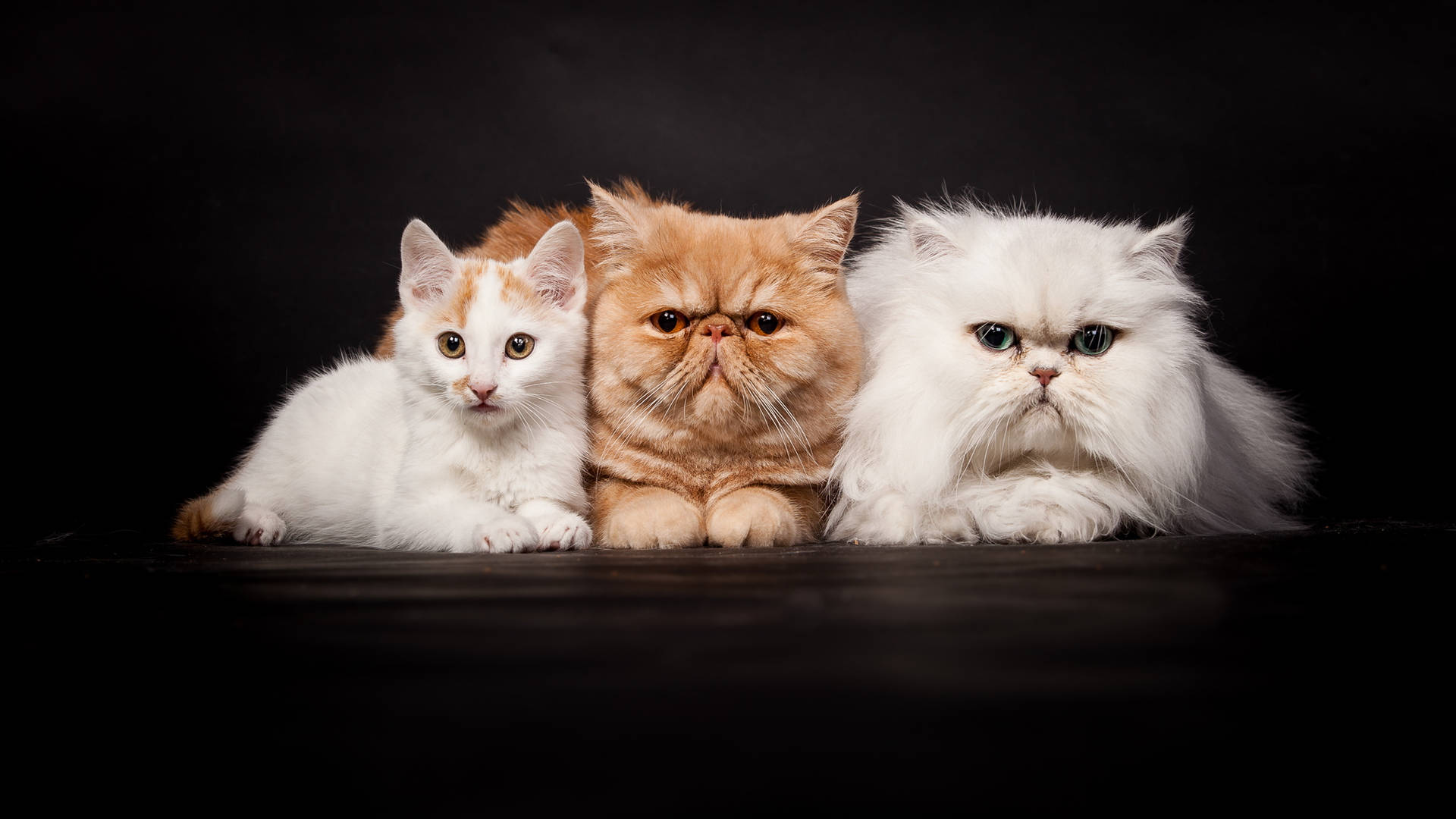 Three Fluffy Cute Cats Background