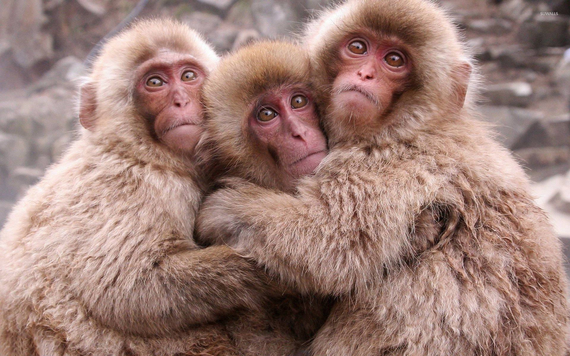 Three Adorable Monkeys Posing Together Wallpaper