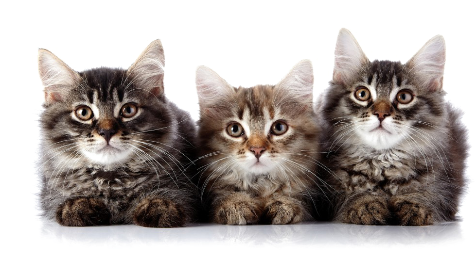 Three Fluffy Kittens PNG