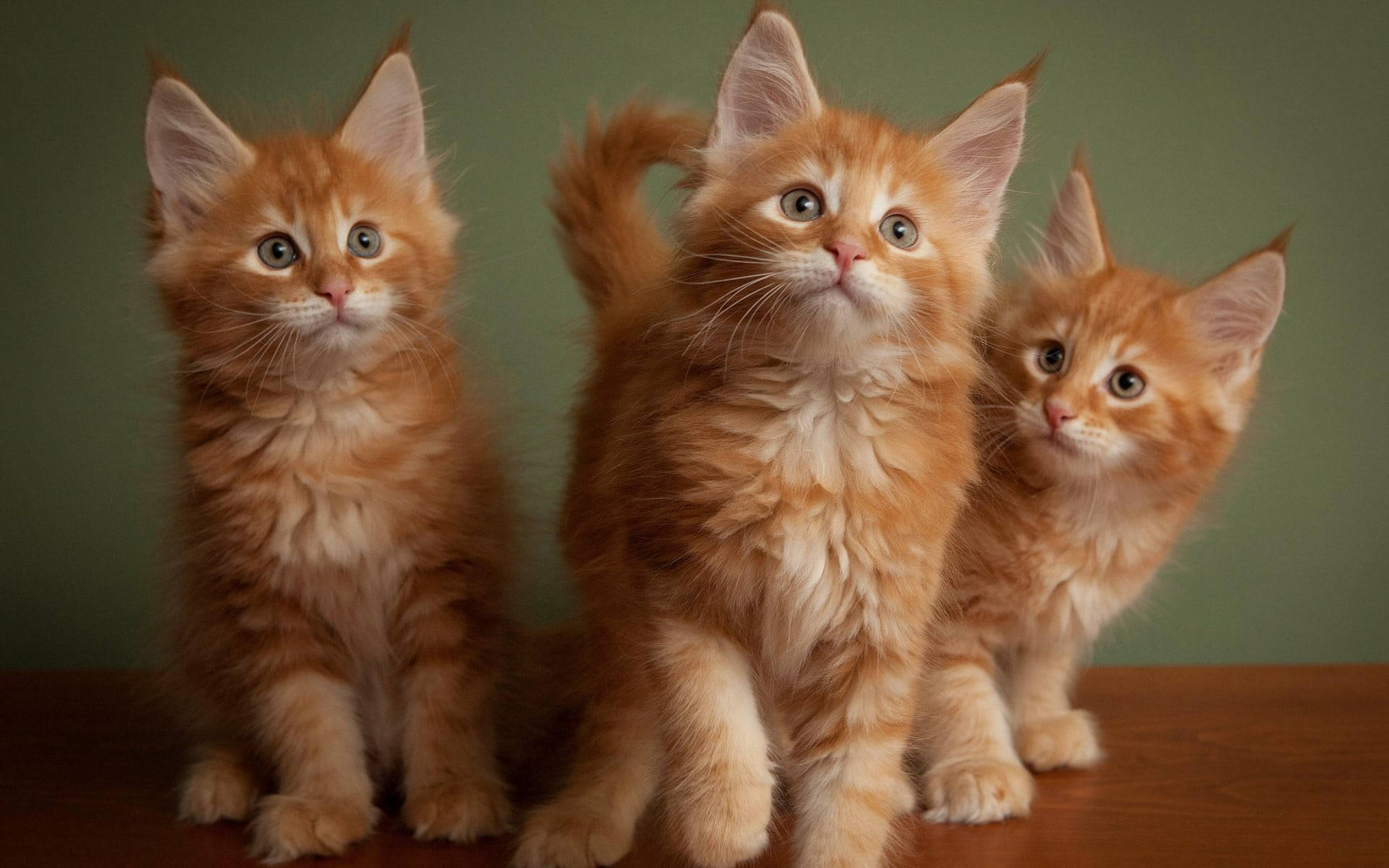 Three Fluffy Orange Kittens Wallpaper