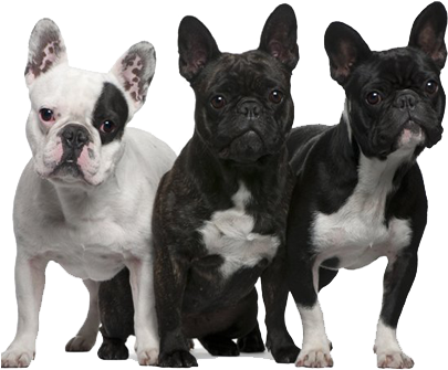 Three French Bulldogs Variety Colors PNG