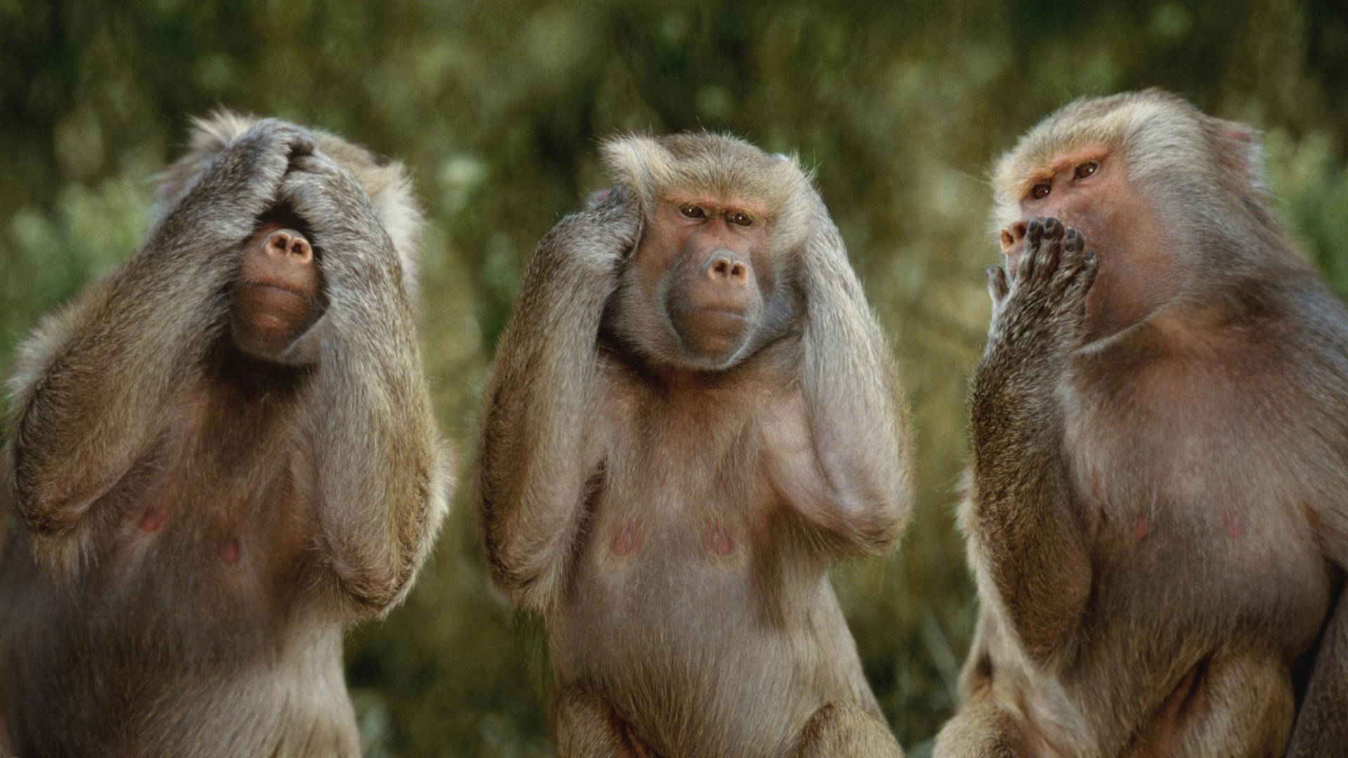 Three Funny Monkeys Wallpaper