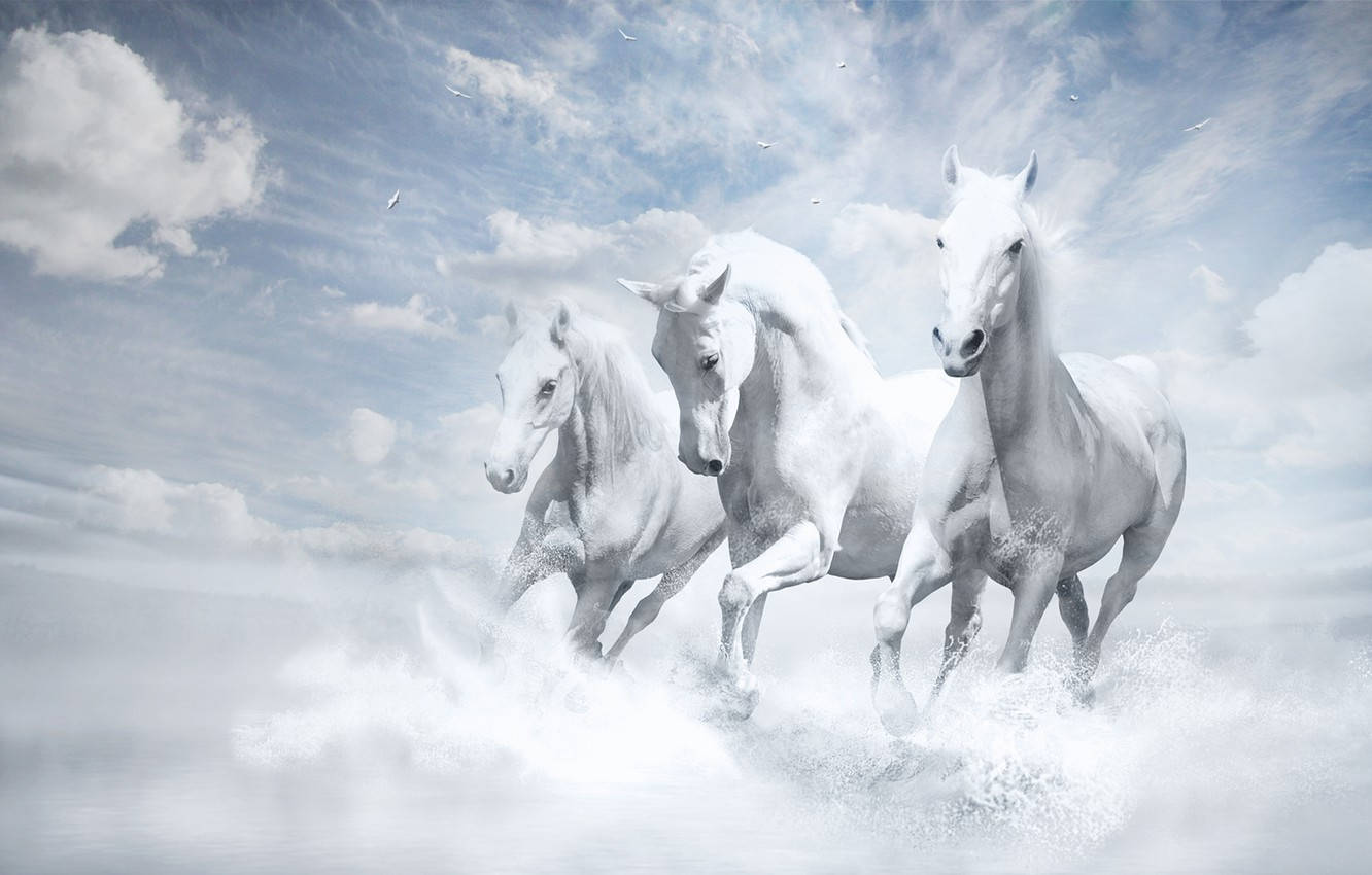 Tre Galopperende Hvide Heste Wallpaper